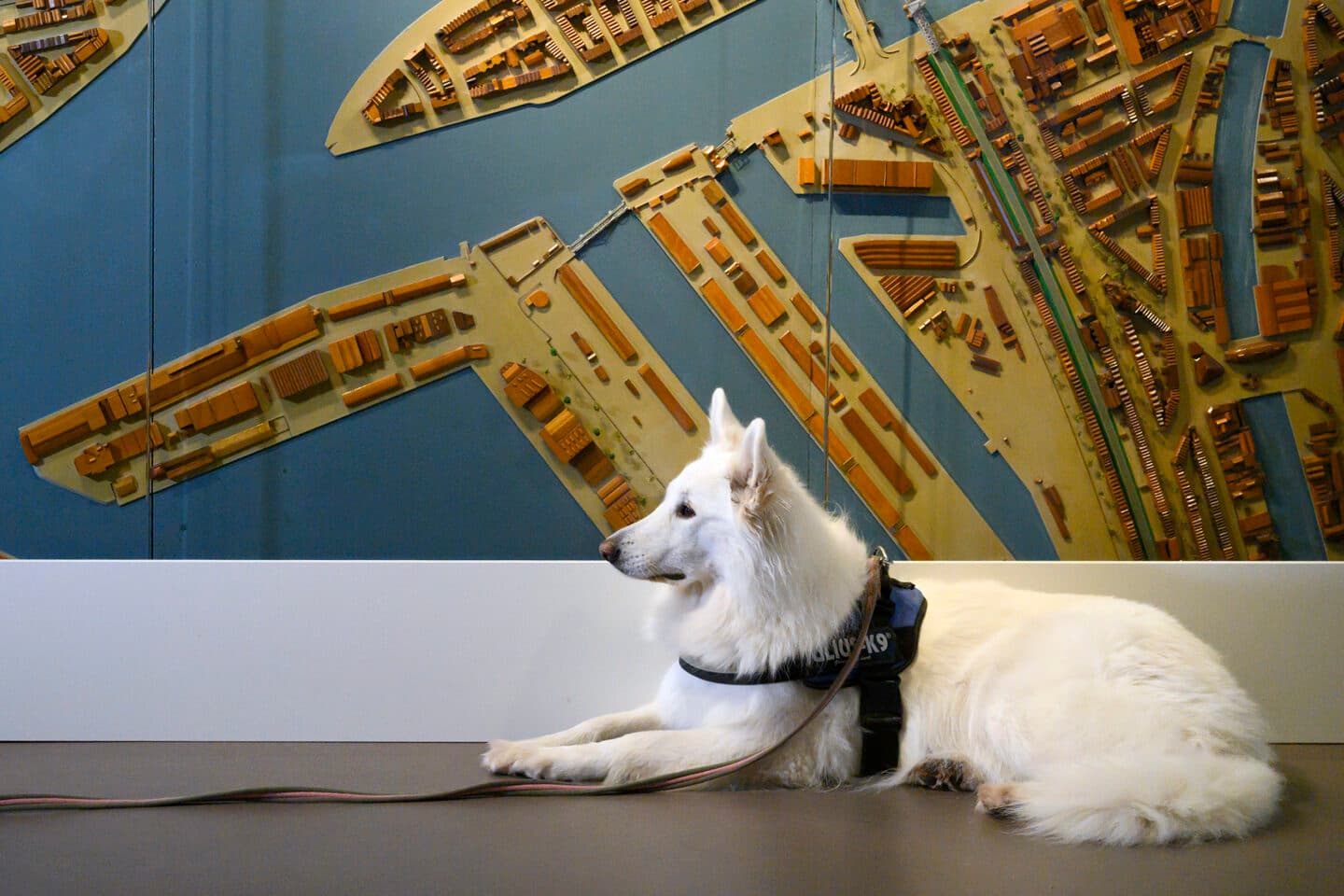 Bezoek Museum Rotterdam met je Hond